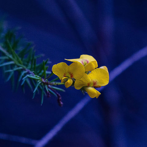 Smooth Parrot Pea - Dillwynia glaberrima ?  Australia,Dillwynia glaberrima,Geotagged,Smooth parrot-pea,Winter