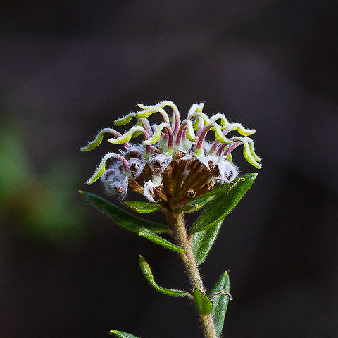 Grevillea Buxifolia  Australia,Geotagged,Grevillea buxifolia,Grey Spider Flower,Winter