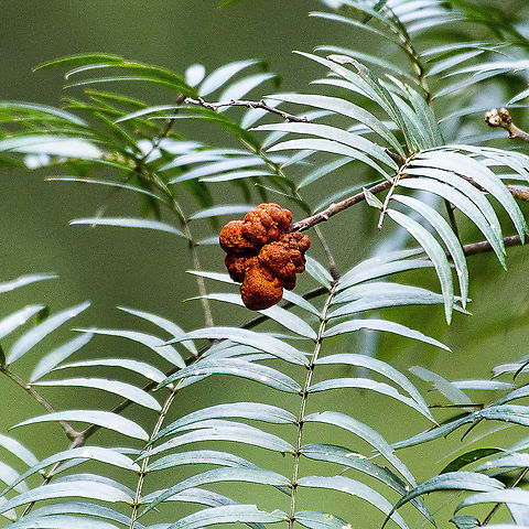 Orange Irregular Globe  Australia,Geotagged,Winter