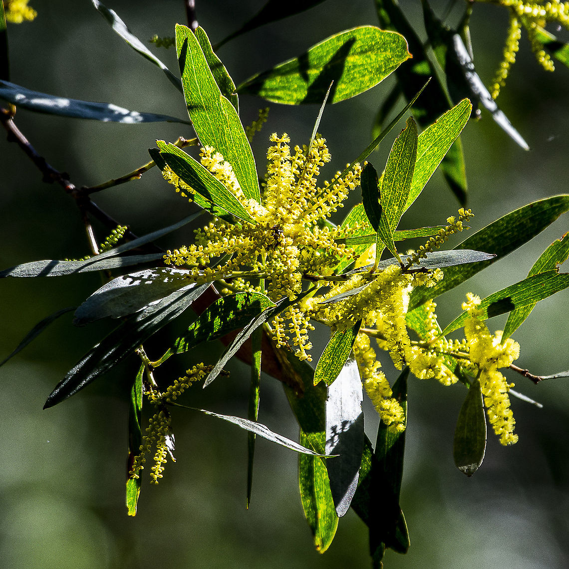 Acacia longifolia var. longifolia  - Sydney Golden Wattle  Acacia longifolia,Australia,Geotagged,Golden Wattle,Winter