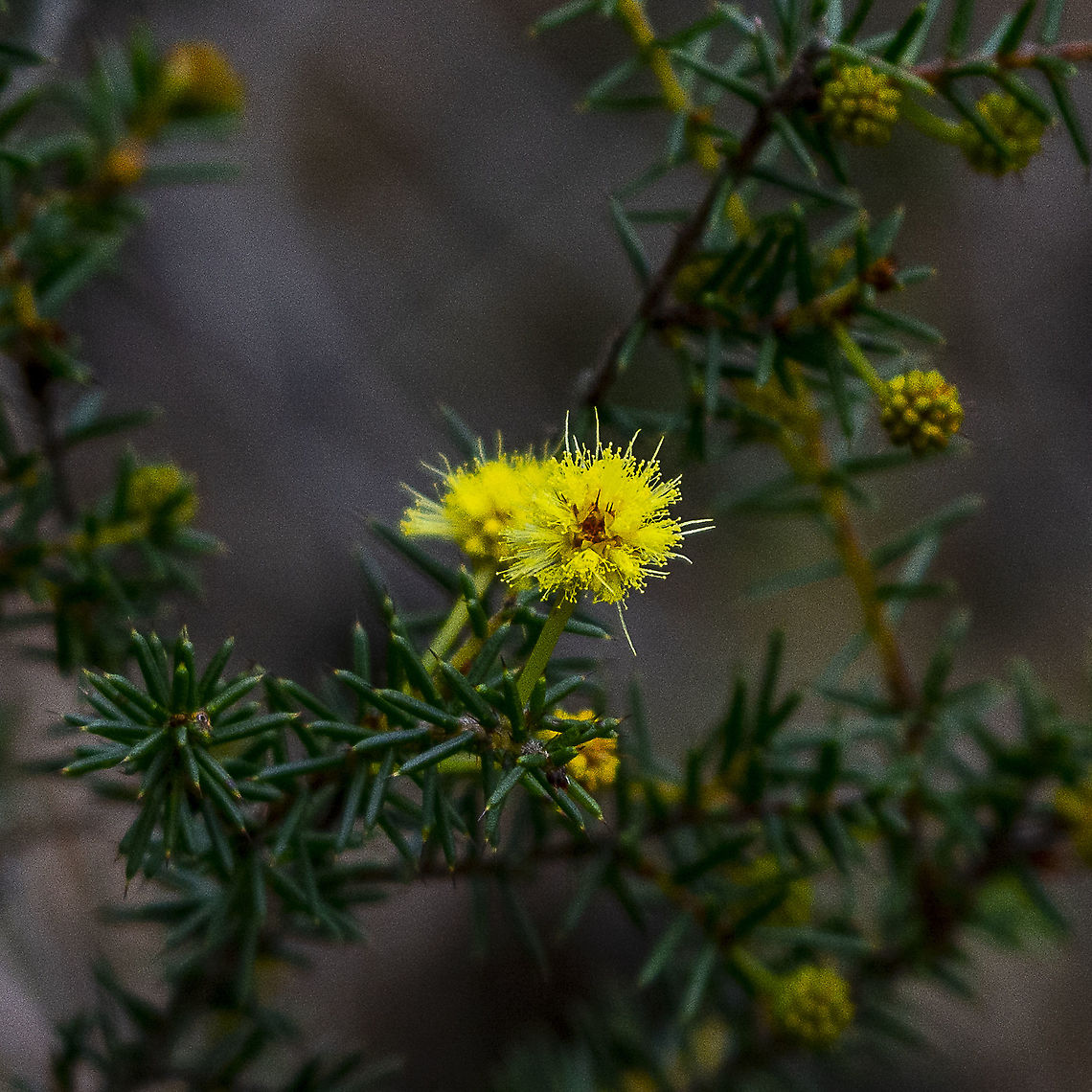 Acacia asparagoides  Acacia asparagoides,Australia,Geotagged,Winter