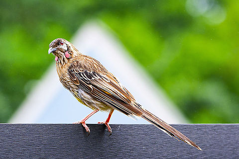 Regular Visitor - Red Wattlebird  Anthochaera carunculata,Red wattlebird