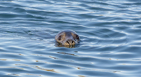 Sealed with Eyes South Lochs Isle of Lewis - Harbour Seal - Phoca vitulina Two species of seal can be found around the islands, the Atlantic Grey Seal and the Common Seal, or Harbour Seal as it is alternatively known. Both these names are descriptive and tell you a little something of how to identify them. Grey Seals are largely dark grey although occasionally they are paler or russet in colour they tend to be less variable than Common Seals which are often intricately spotted helping them blend into rocks.

As adults, Grey Seal have a large 'Roman' nose which leads to them occasionally being known as horse heads. Both males and females show this distinctive head shape although it is more pronounced in the bulls.

Common seals on the other hand are much gentler looking and appear to have a head resembling a Golden Retriever. They also frequently adopt this characteristic 'banana posture' that Grey Seals don't hold so much or for any length of time.

https://www.western-isles-wildlife.com/mammals_outer_hebrides.html

 Fall,Geotagged,Harbor (common) seal,Phoca vitulina,United Kingdom
