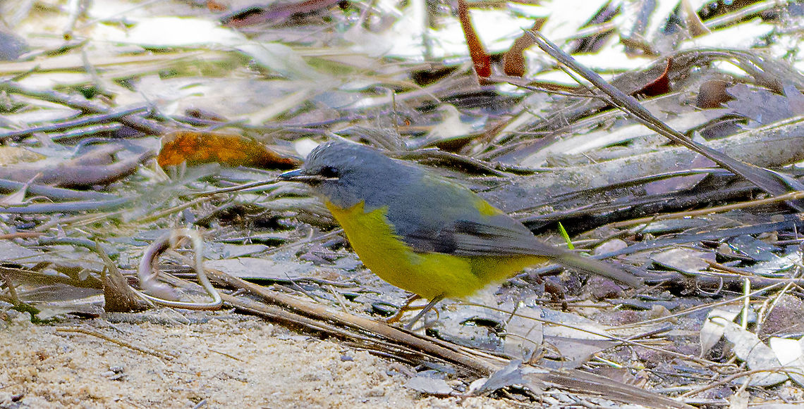 Look Very Closely - Eastern Yellow Robin This Robin has a stick in its mouth - A tool. See the lizard on the ground. Now look at the second photo. Australia,Eastern Yellow Robin,Eopsaltria australis,Geotagged,Winter