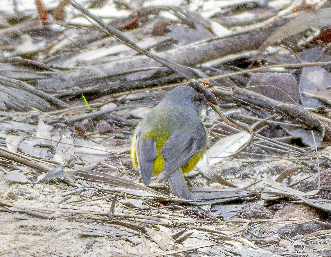 Look Very Closely - Eastern Australian Robin This robin has wrapped the lizard around the stick.  Australia,Eastern Yellow Robin,Eopsaltria australis,Geotagged,Winter