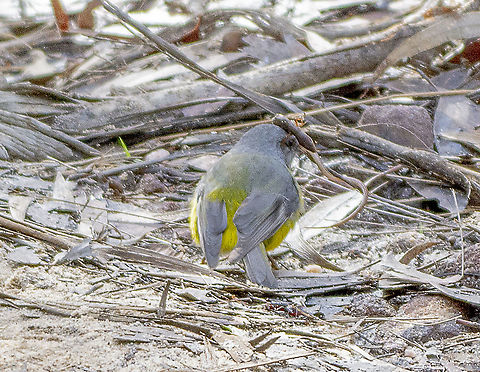 Look Very Closely - Eastern Australian Robin This robin has wrapped the lizard around the stick.  Australia,Eastern Yellow Robin,Eopsaltria australis,Geotagged,Winter