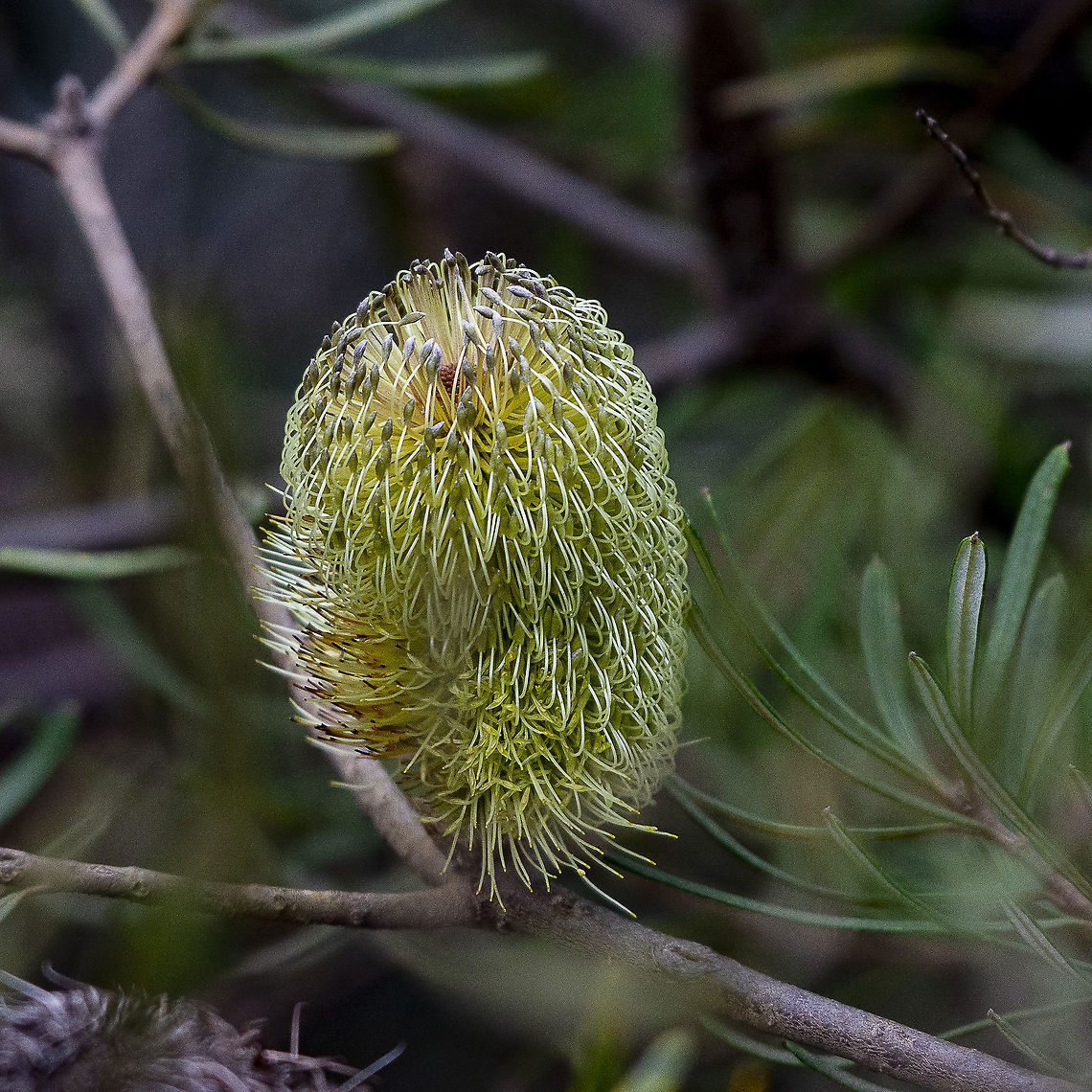 Banksia integrifolia subsp. monticola  Australia,Banksia integrifolia,Coast banksia,Geotagged,Winter