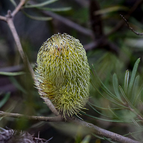 Banksia integrifolia subsp. monticola  Australia,Banksia integrifolia,Coast banksia,Geotagged,Winter