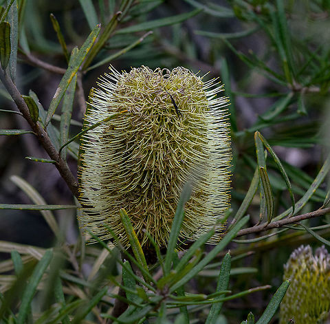 Banksia integrifolia subsp. monticola  Australia,Banksia integrifolia,Coast banksia,Geotagged,Winter