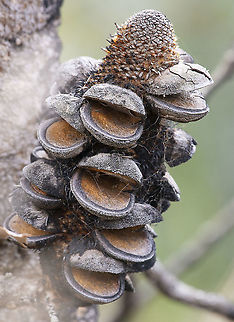 Banksia serrata - Saw Banksia - The Banksia Buzz Band The fruits of banksias (called follicles) are hard and woody and are often grouped together to resemble cones (which they are not ­- true cones are produced only by conifers).
The fruits protect the seeds from foraging animals and from fire. In many species the fruits will not open until they have been burnt or completely dried out. 

https://www.anbg.gov.au/banksia/ Australia,Banksia serrata,Geotagged,Saw banksia,Winter