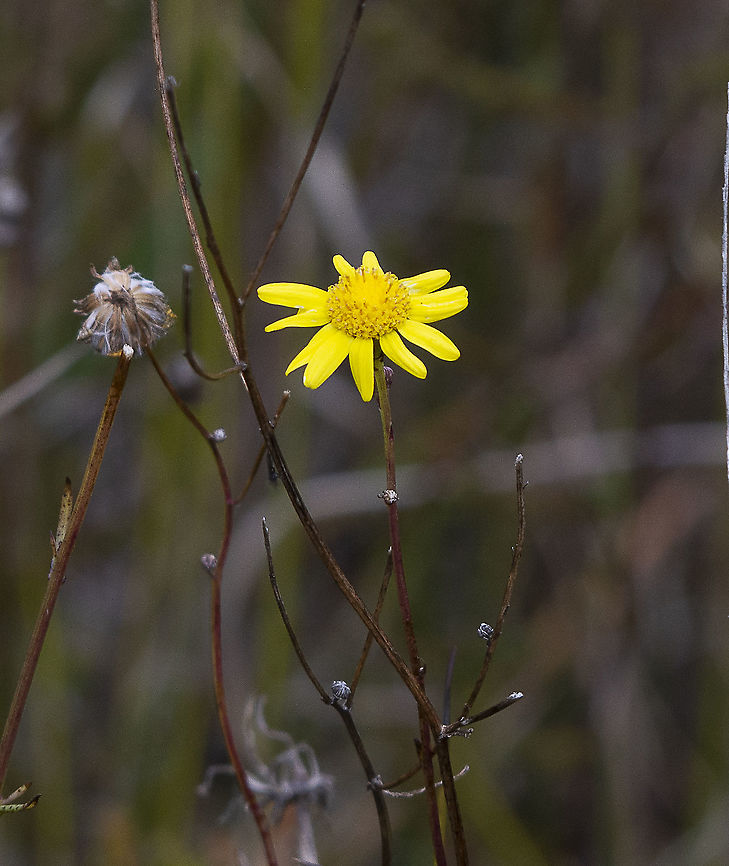 Variable Groundsel  Australia,Geotagged,Senecio pinnatifolius,Winter