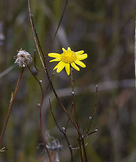 Variable Groundsel  Australia,Geotagged,Senecio pinnatifolius,Winter
