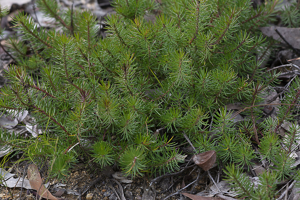 Pine Heath  Astroloma pinifolium,Australia,Geotagged,Winter