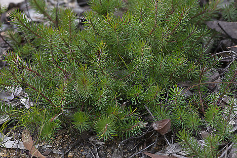 Pine Heath Astroloma pinifolium,Australia,Geotagged,Winter