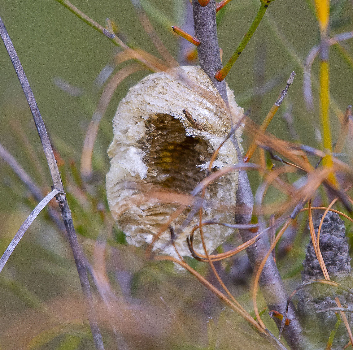 An empty ootheca Praying mantises are egg-laying insects and lay their eggs within a protective case called an ootheca. Each ootheca contains a number of eggs, up to 200 with some species. Mantis eggs can take anywhere from 40 days to around five months to hatch. Australia,Geotagged,Winter