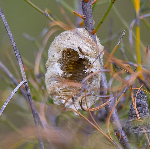 An empty ootheca Praying mantises are egg-laying insects and lay their eggs within a protective case called an ootheca. Each ootheca contains a number of eggs, up to 200 with some species. Mantis eggs can take anywhere from 40 days to around five months to hatch. Australia,Geotagged,Winter