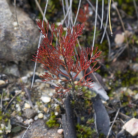 Unknown Red Plant Many of these in moist to wet area Australia,Geotagged,Winter