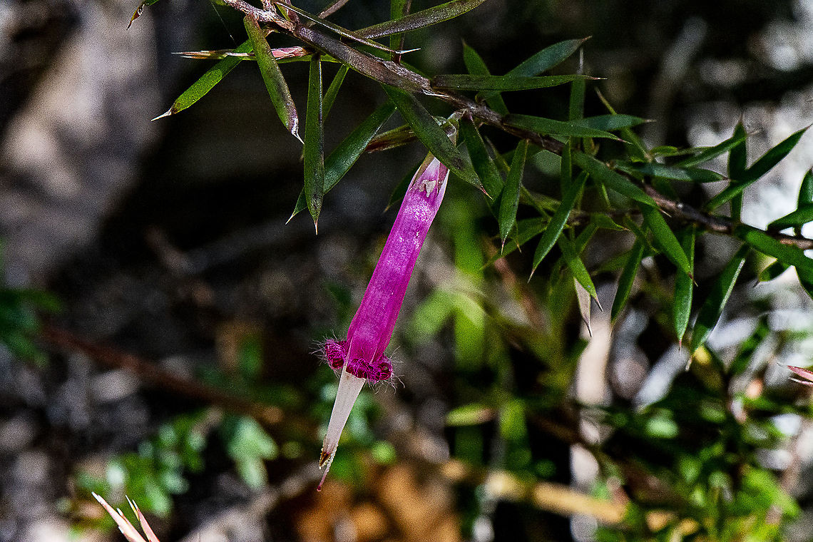Styphelia tubiflora  Australia,Geotagged,Styphelia tubiflora,Winter
