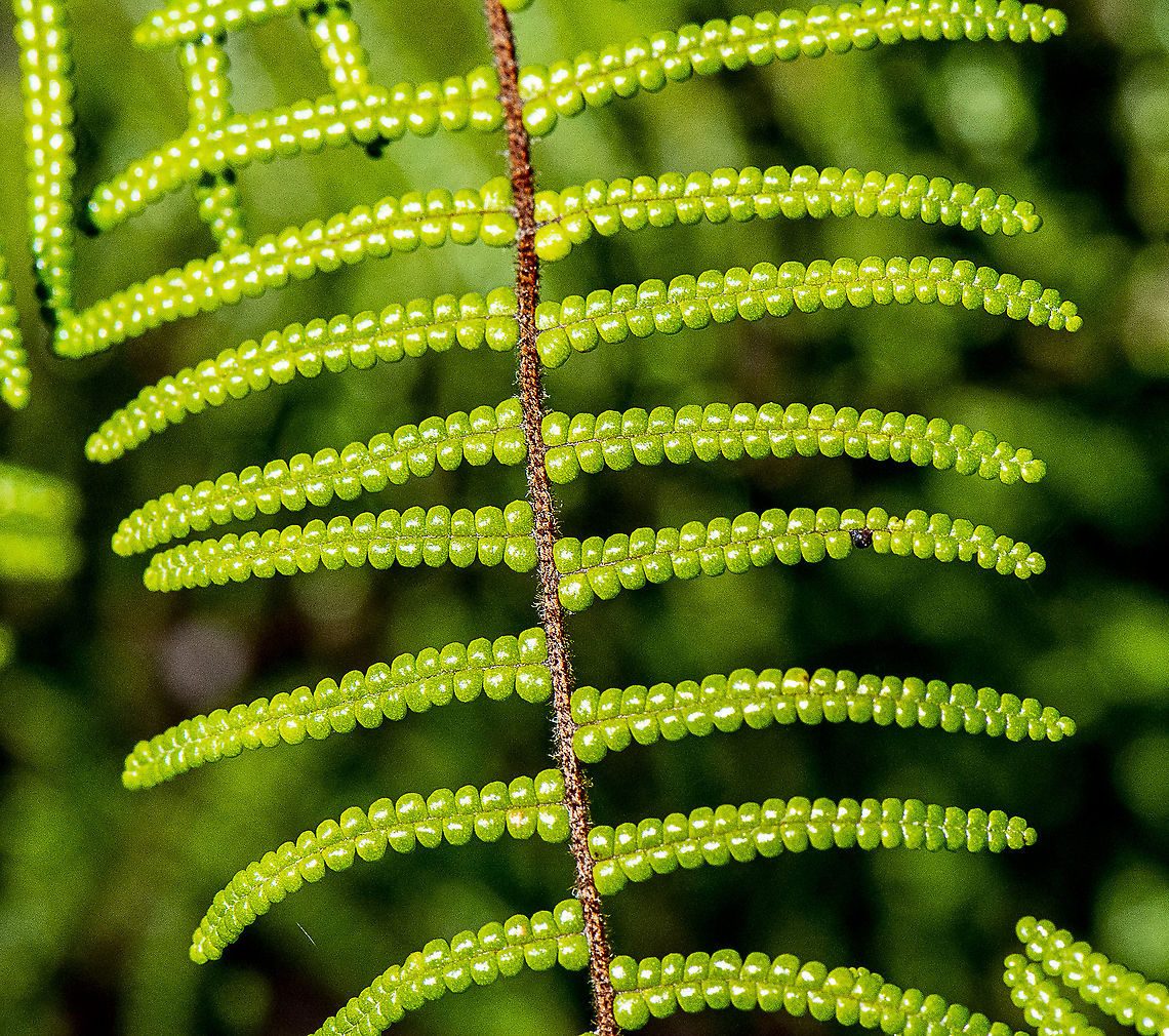 Pouched Coral Fern  Australia,Geotagged,Gleichenia dicarpa,Pouched coral fern,Winter