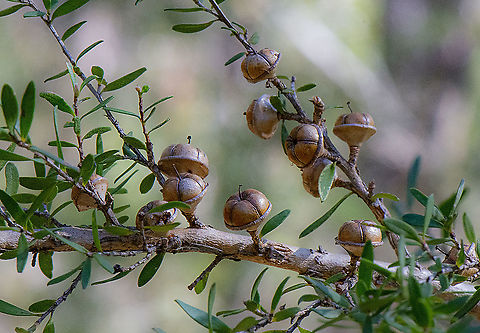 Leptospermum polygalifolium - Seed Pods  Australia,Geotagged,Leptospermum juniperinum,Leptospermum polygalifolium,Leptospermum scoparium,Mānuka,Prickly tea-tree,Tantoon,Winter