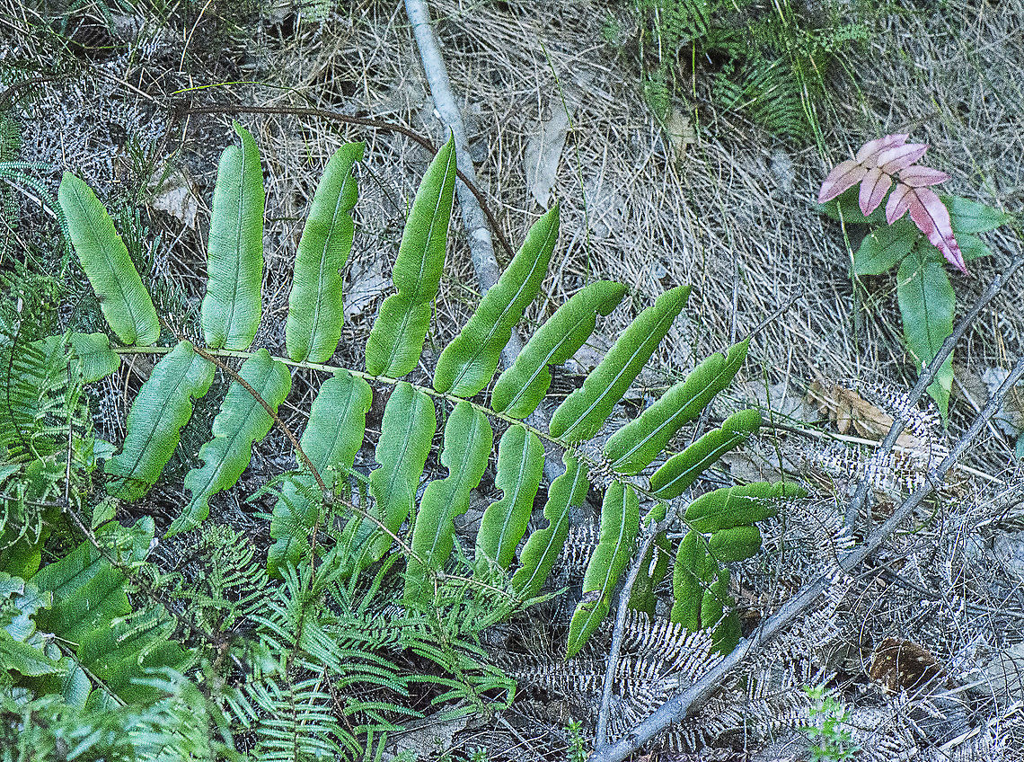 Hard Water Fern - Blechnum wattsii  Australia,Geotagged,Hard water fern,Parablechnum wattsii,Winter