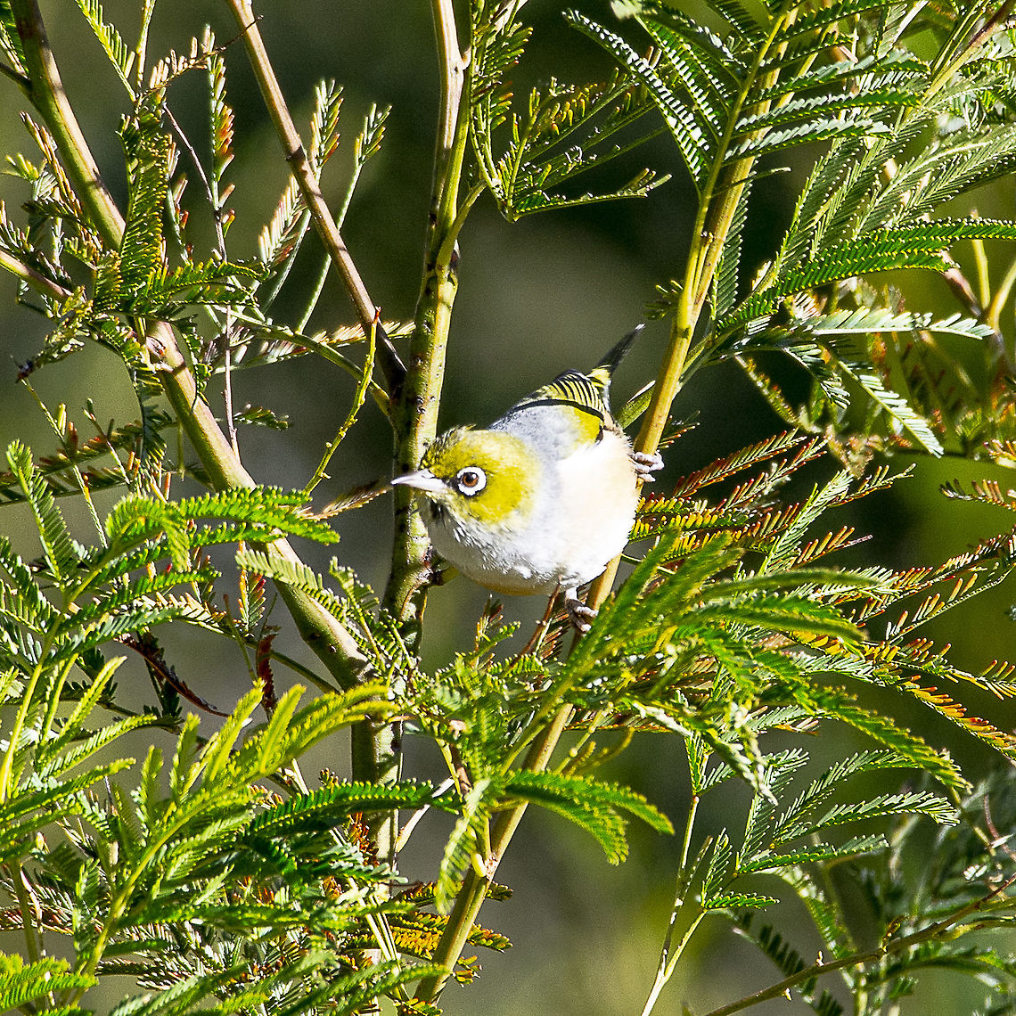 Silvereye - Zosterops lateralis  Australia,Geotagged,Silvereye,Winter,Zosterops lateralis