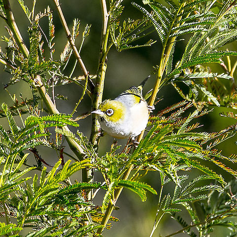 Silvereye - Zosterops lateralis  Australia,Geotagged,Silvereye,Winter,Zosterops lateralis