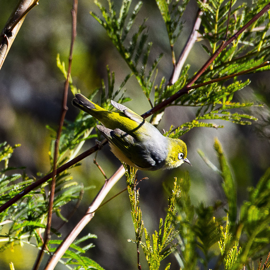 Silvereye - Zosterops lateralis  Australia,Geotagged,Silvereye,Winter,Zosterops lateralis