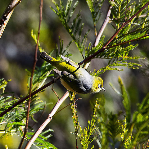 Silvereye - Zosterops lateralis  Australia,Geotagged,Silvereye,Winter,Zosterops lateralis