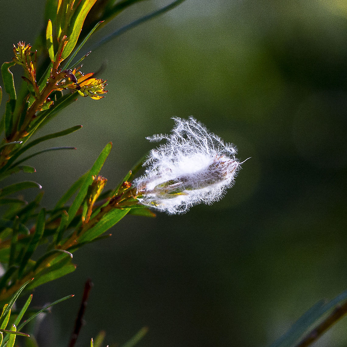 Woolly Aphid ?  Canada,Geotagged,Summer