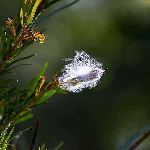 Woolly Aphid ?  Canada,Geotagged,Summer