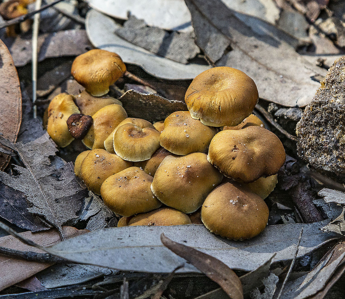 Fungi Colony  Australia,Geotagged,Winter
