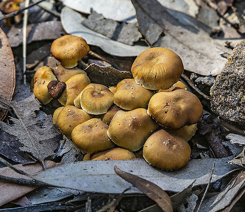 Fungi Colony  Australia,Geotagged,Winter