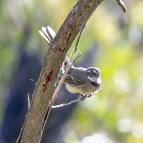 Grey Fantail  Australia,Geotagged,Grey Fantail,Rhipidura albiscapa,Winter