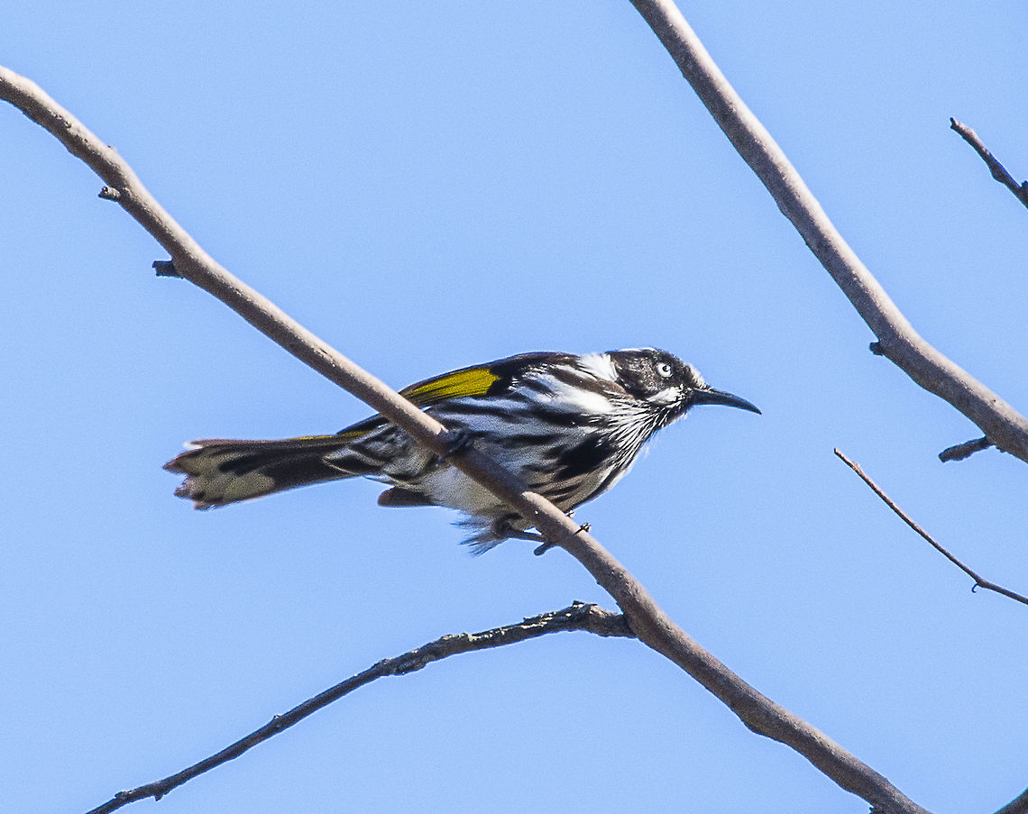 New Holland Honeyeater  Australia,Geotagged,New Holland honeyeater,Phylidonyris novaehollandiae,Winter