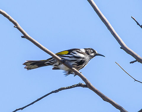 New Holland Honeyeater  Australia,Geotagged,New Holland honeyeater,Phylidonyris novaehollandiae,Winter