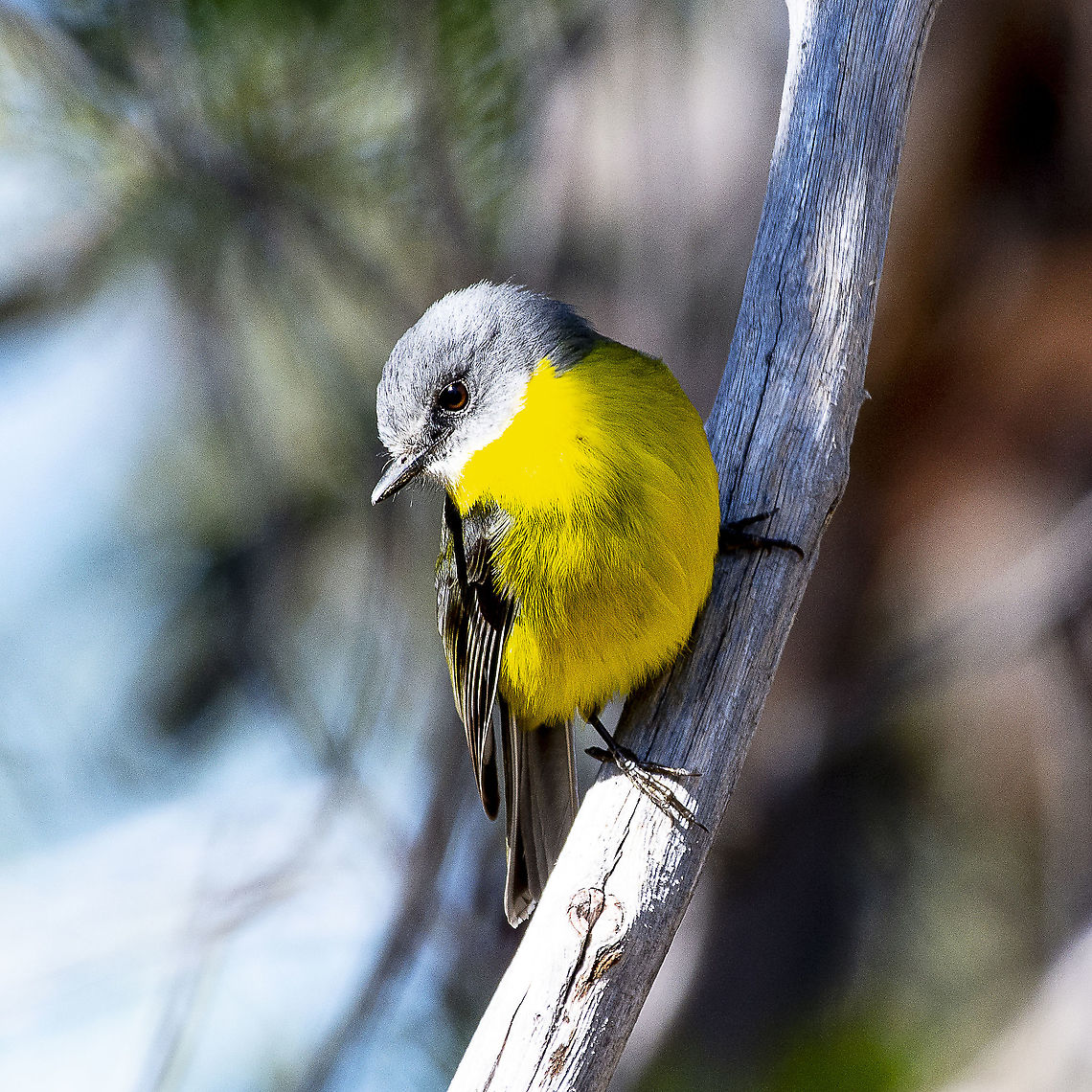 Eastern Yellow Robin Couldn&#039;t resist this very inquisitive yellow fellow Australia,Eastern Yellow Robin,Eopsaltria australis,Geotagged,Winter