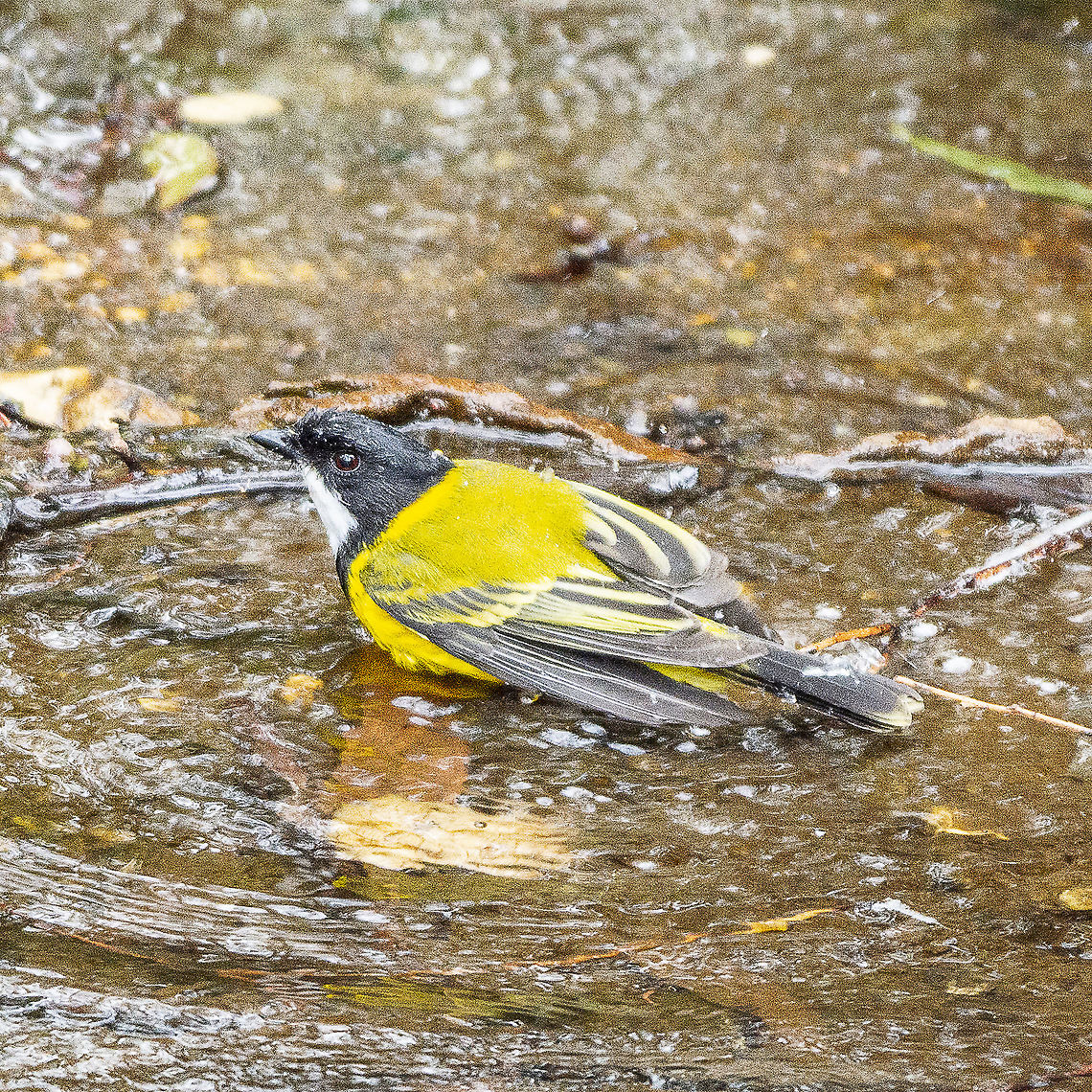 Yes I Will - Golden Whistler  Australia,Australian golden whistler,Geotagged,Pachycephala pectoralis,Winter