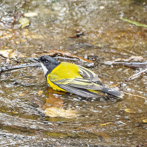 Yes I Will - Golden Whistler  Australia,Australian golden whistler,Geotagged,Pachycephala pectoralis,Winter