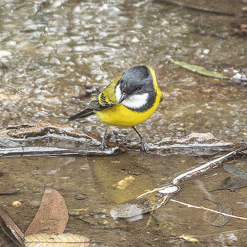 Will I or Won't I ?    - Golden Whistler First time I've seen this from a whistler Australia,Australian golden whistler,Geotagged,Pachycephala pectoralis,Winter
