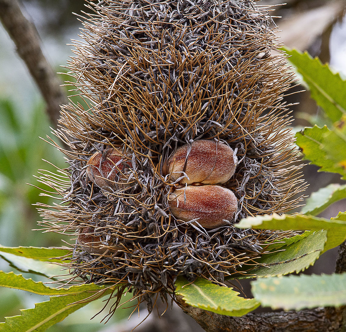 Unopened follicles - Saw Banksia - Banksia Serrata  Australia,Banksia serrata,Geotagged,Saw banksia,Winter