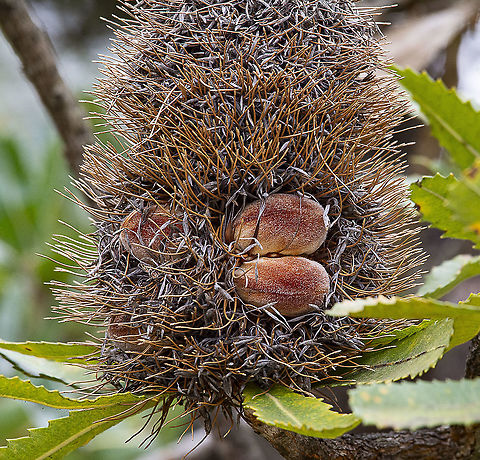 Unopened follicles - Saw Banksia - Banksia Serrata  Australia,Banksia serrata,Geotagged,Saw banksia,Winter