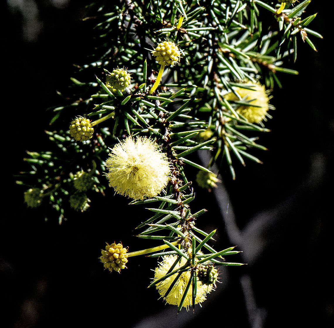 Acacia ulicifolia - Prickly Moses  Acacia ulicifolia,Australia,Geotagged,Juniper Wattle,Winter