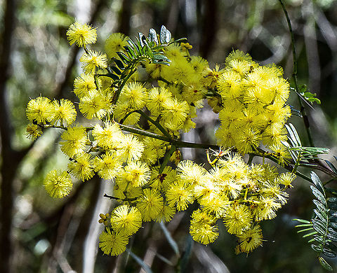 Acacia terminalis  Acacia terminalis,Australia,Geotagged,Sunshine wattle,Winter