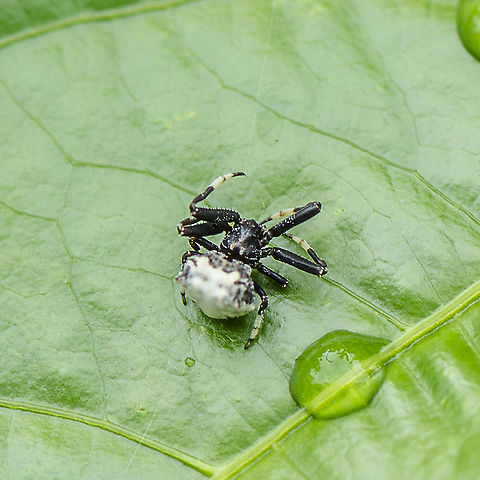 Bird Dropping Spider - Celaenia excavata - Male  Arkys curtulus,Australia,Celaenia excavata,Geotagged,Small bird dropping spider,Summer
