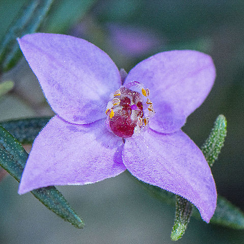 Boronia  Australia,Boronia ledifolia,Geotagged,Sydney Boronia,Winter