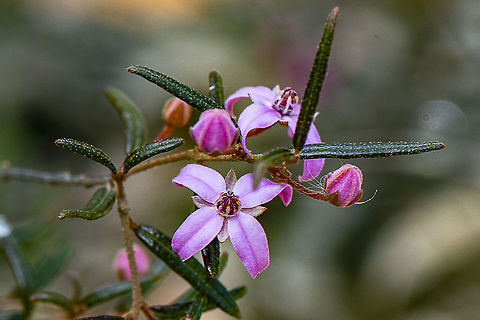 Sydney Boronia - Boronia Ledifolia  Australia,Boronia ledifolia,Geotagged,Sydney Boronia,Winter