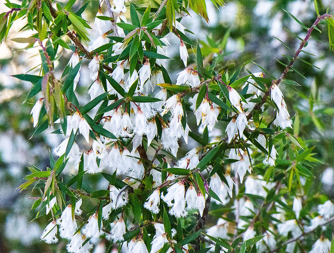Leucopogon fletcheri  Australia,Geotagged,Leucopogo fletcheri,Leucopogon fletcheri,Winter