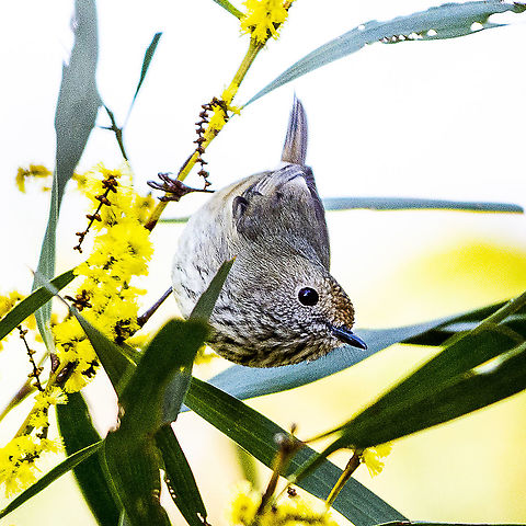 Brown Thornbill  Acanthiza pusilla,Australia,Brown thornbill,Geotagged,Winter