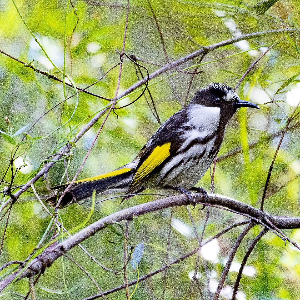 Phylidonyris niger - White-cheeked Honeyeater Distinctive honeyeater with clear, large, white cheek patches. Underparts white with black streaking. Back, wings, and head black with yellow panels on tail and wings. Distinguished from similar New Holland Honeyeater by presence of one large white patch on side of face rather than two smaller ones.  Australia,Geotagged,Phylidonyris niger,Summer,White-cheeked honeyeater,Winter